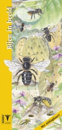 thumbnail - Bijen in beeld - wilde bijen herkennen